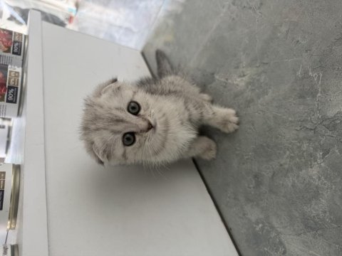 50 günlük dişi scottısh fold