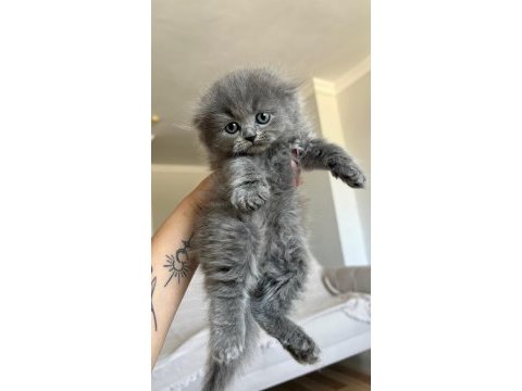 Scottish fold kedimiz için acil ilandır