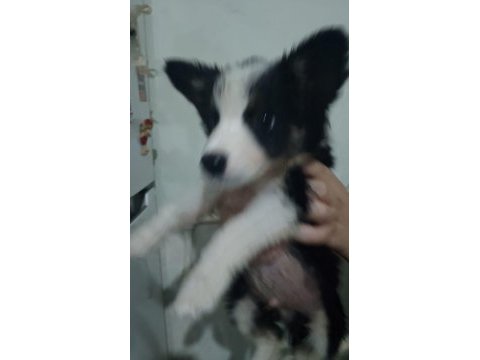 Safkan border collie