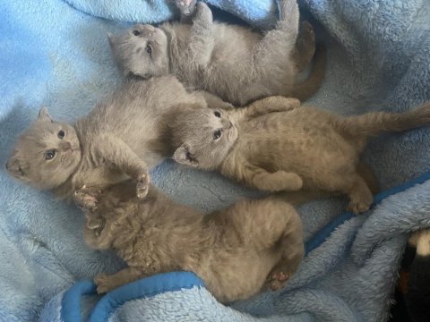 Scottish fold 4 adet son yavrularımız