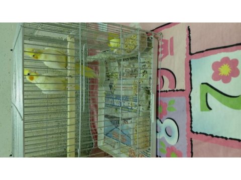 Damızlık garanti cift sultan papağanı