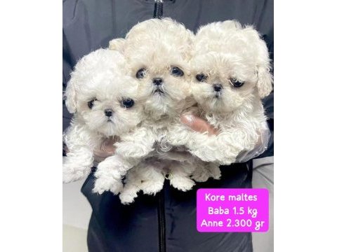 Kore maltese yavruları