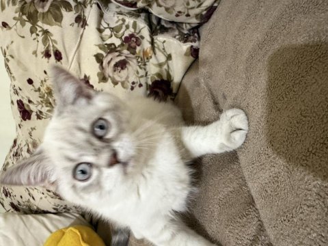 Erkek british shorthair beyaz