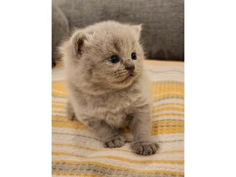 Duman rengi minnoş british shorthair yavrular
