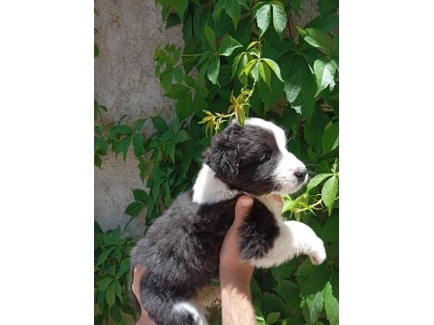 Teslime hazır border collie yavrular