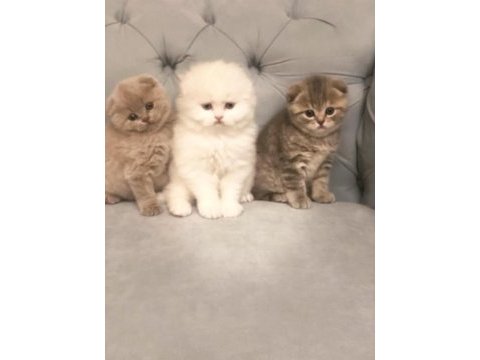 2 aylık scottish fold minikler