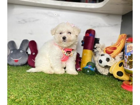 Maltese terrier yavrularımız dişi ve erkek