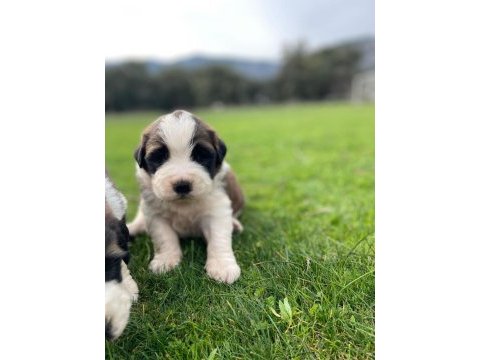 St bernard show kalite