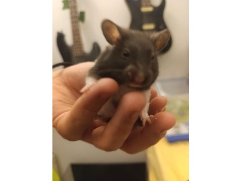 Uysal sağlıklı ele gelen hamster