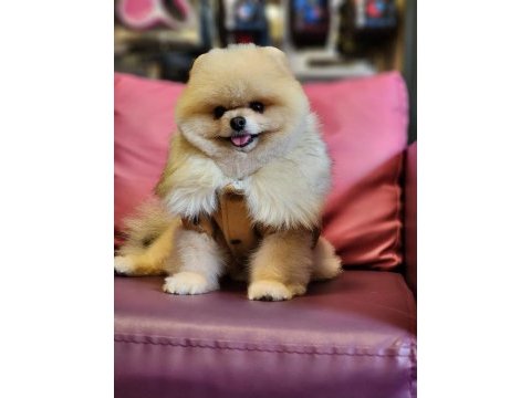 Türkiyedeki en basık burunlu tam ayı surat pomeranian