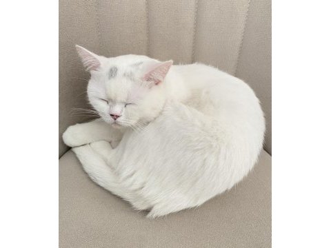 2 yaşında beyaz british shorthair kedim yeni yuvasını arıyor