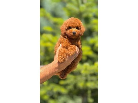 Ankaranın en gözde maltipoo yavruları