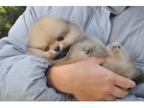 Pomeranian boo teddy bear köpeklerimiz
