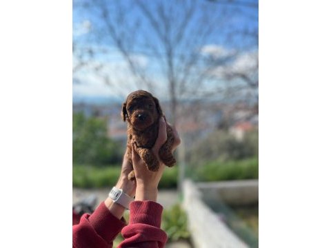 Erkek toy poodle