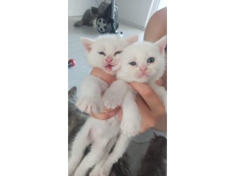 British shorthair yavrumuz
