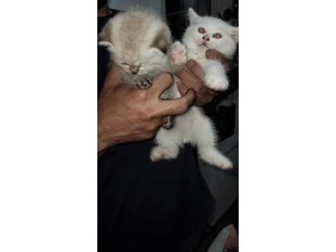 Scottish fold yavru kediler
