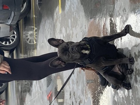 1 yaşında blue dişi french bulldog sahiplendirilecek