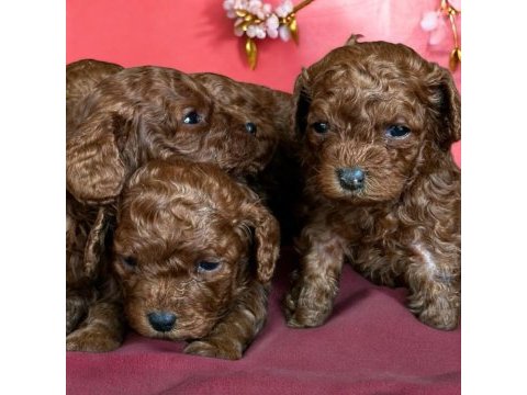 Kore minik poodle