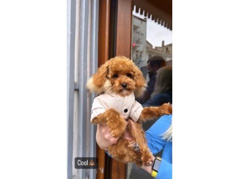 9 aylık toy poodle 1,5 kg orjinal toy