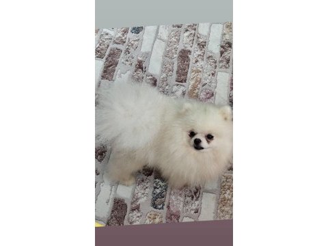 Pomeryan boo ayı surat erkek