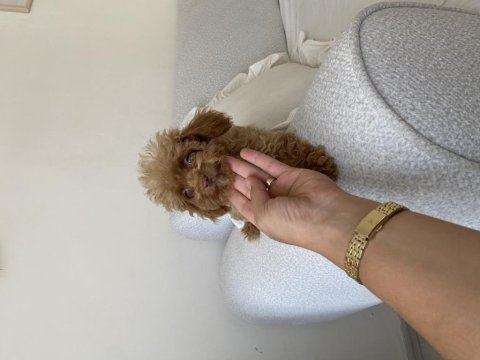 Toy poodle dişi yavru