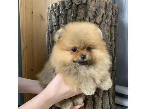 Pomeranian boo yavruları