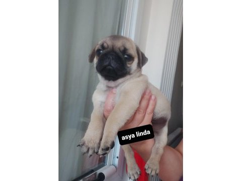 Pug mops bebekler
