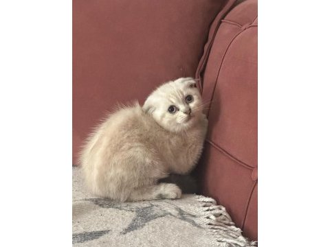Koca kafa kedilerimiz aa kalıte safkandır