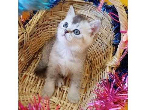 British shorthair yavru erkek