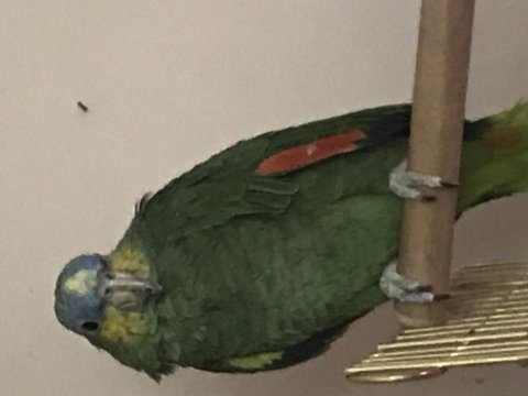 Kafesi ile birlikte amazon papağanı