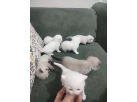 Scottish fold blue point