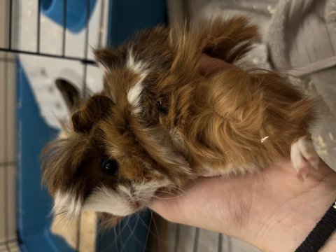 Guinea pig