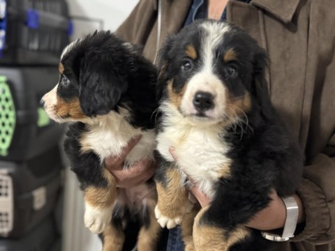 Petmode köpek çiftliğinden bernese yavrularımız