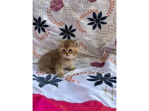 British longhair yavru kediler