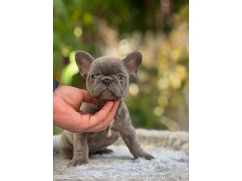 Sevimli french bulldog yavruları