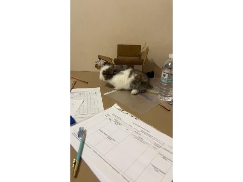 Manisa aslanbaş tavşan