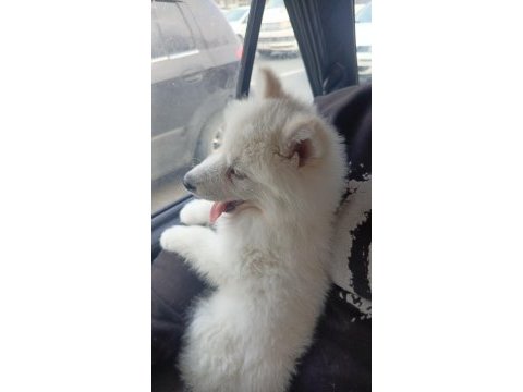 Orjinal samoyed 3 aylık