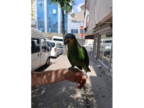 Evcil amazon papağanımız