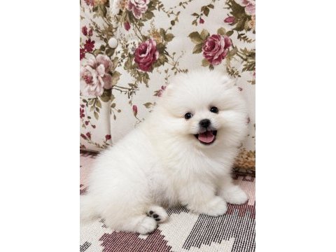 Gülen yüz kusursuz karbeyaz pomeranian boo