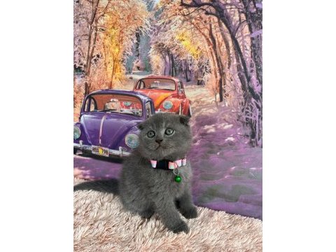 A kalite top kafa scottish fold yavrular