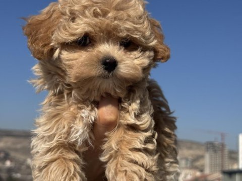 Petmode köpek çiftliğinden kore maltipoo 