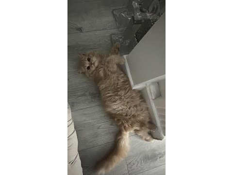 İran kedisi 4 aylık erkek