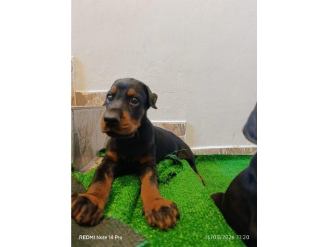 A scr üst düzey doberman