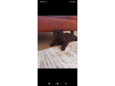 Scottish fold kedimiz annelegi mukemmel nutellayi