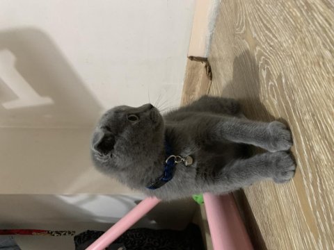 Çok sağlıklı scottish fold yavrum