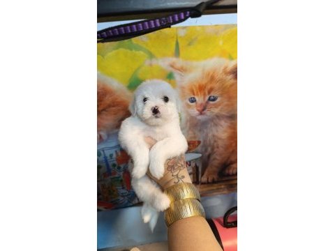 Yavru maltese köpekler