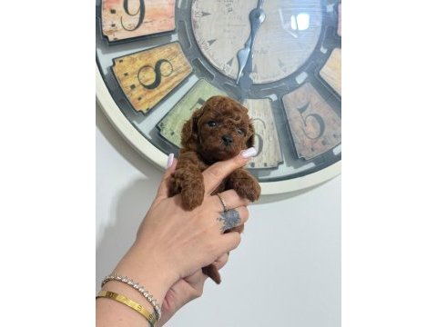 Toy poodle yavruları dişi
