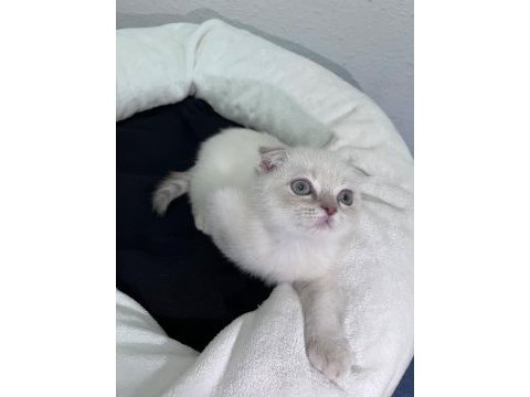 Exotic shorthair ve scottish fold bebekler