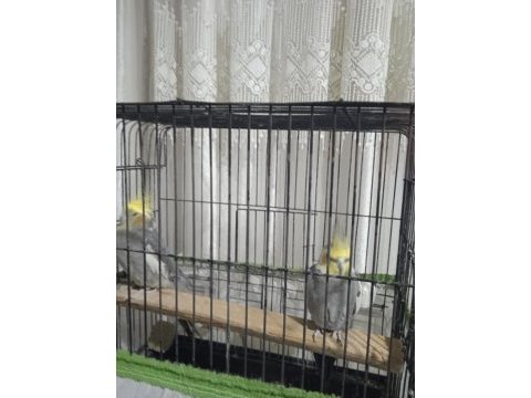 Grey erkek 9 aylık sultan papağanı