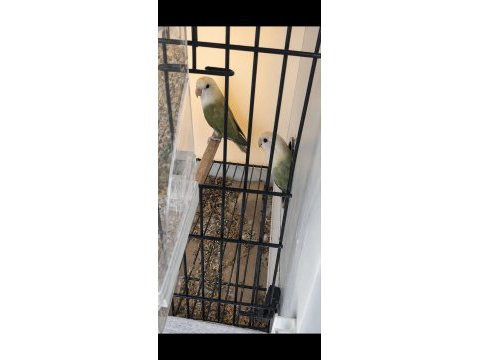 Üst vasıf mutasyon sevda takımlar kaçırmayın